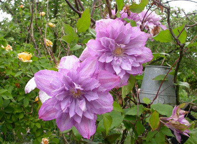 Clematis_Proteus_26.5.09.jpg