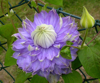 Clematis_Blue_Light_26.5.09.jpg