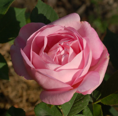 Anna_Scharsach_0010__48026.jpg