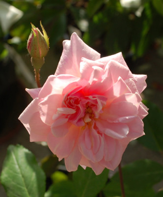 Cecile_Brunner_Clg_0010___47786.jpg