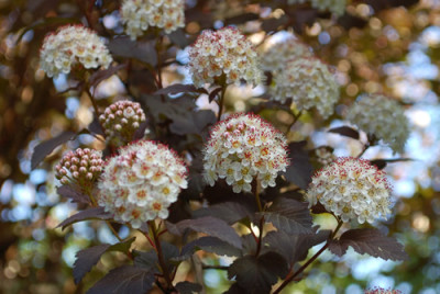 Physocarpus_opulifolius_Diabolo_0010__48078.jpg