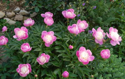 Bowl_of_Beauty_0010__48237.jpg