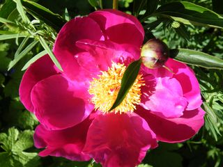 Paeunia_lactiflora_ungef.jpg