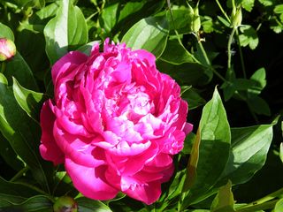 Paeonia_lactiflora_Galina.jpg