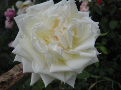 IMG_4905_Small.JPG