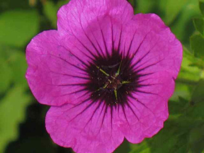 Geranium_psil.jpg