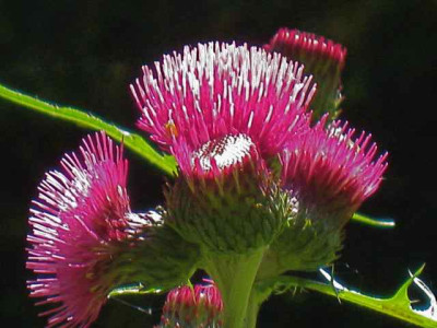 Cirsium_riv._Atrop.jpg