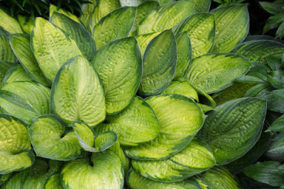 Hosta_spec.jpg