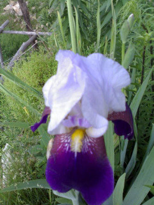 K640_26052009689.JPG