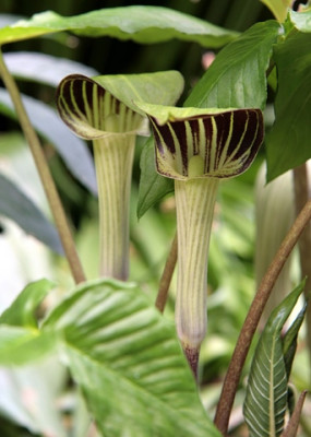 Arisaema_triphyllumIMG_3558jpg.jpg