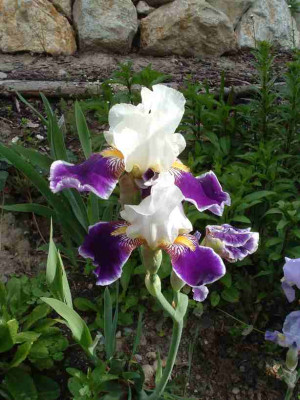 Iris_Mai_09.jpg
