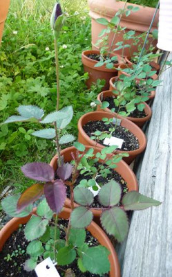 BurgundyVelvet_05_09_01.JPG