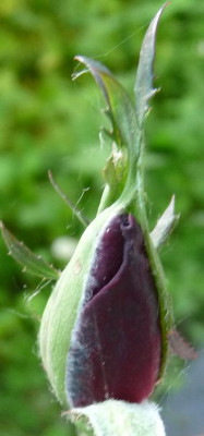BurgundyVelvet_05_09_nah01.JPG