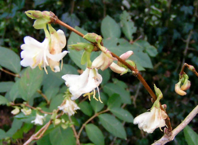 Lonicera_fragrantissima190205.jpg
