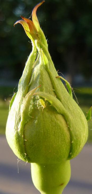BigPurple_05_09.JPG