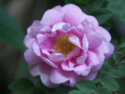 20090525_unbekannteBibernell.jpg