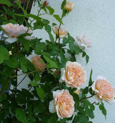 CC_05_09_11_.JPG