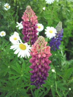 Margaritte_u_Lupine.jpg