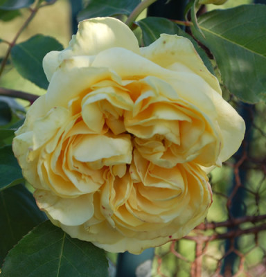 Duchesse_dAuerstadt_0010__48646.jpg