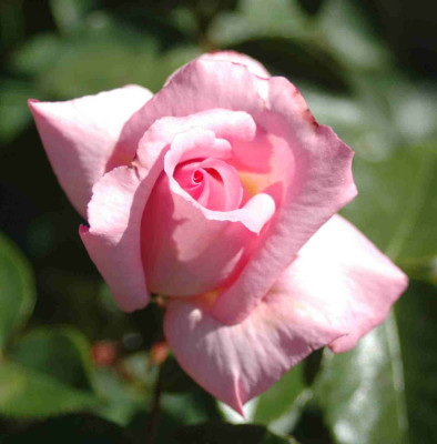 A9405a.JPG