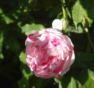 A9372a.JPG