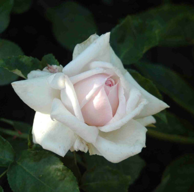 A9373a.JPG