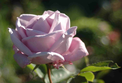 A9377a.JPG