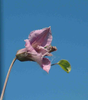 A9383a.JPG