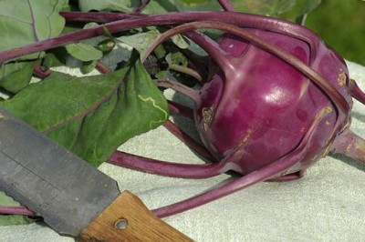 kohlrabi_1_Th.jpg