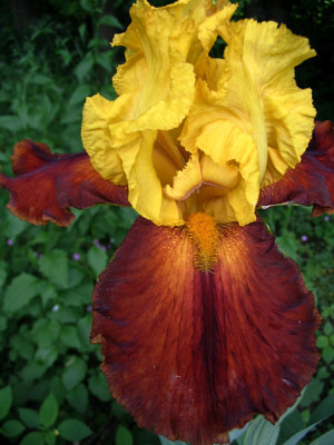 Iris1209.jpg