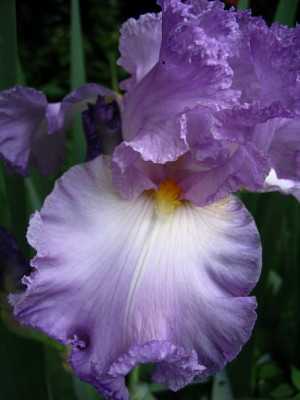 Iris1309.jpg