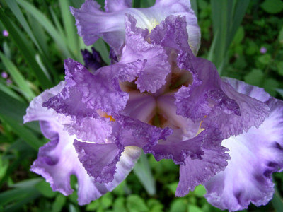 Iris1409.jpg