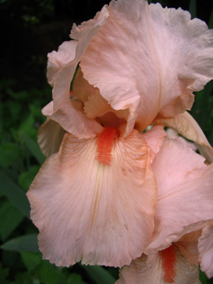 Iris1509.jpg