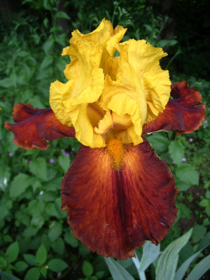 Iris1609.jpg