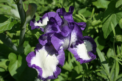 Iris1709.jpg