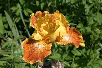Iris1809.jpg