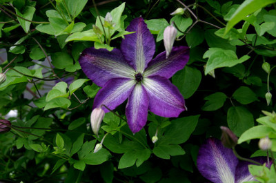 Cl.vit.Venosa_Violacea0107a.jpg