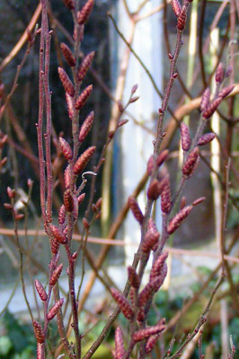 Gagel_19022005.jpg