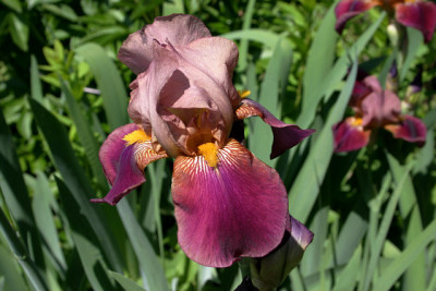 Iris1909.jpg