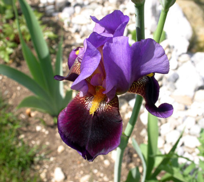 Iris2009.jpg
