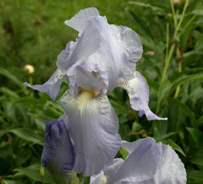 Iris2109.jpg
