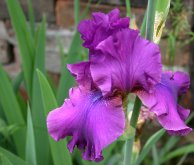 Iris2209.jpg