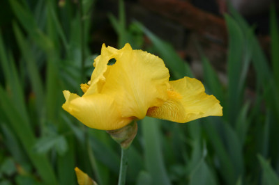 Iris2309.jpg