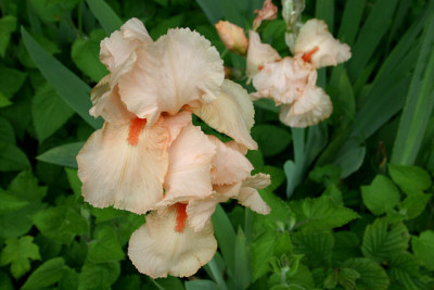 Iris2409.jpg
