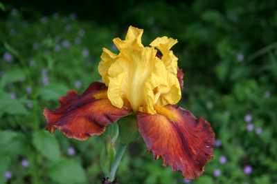 Iris2509.jpg