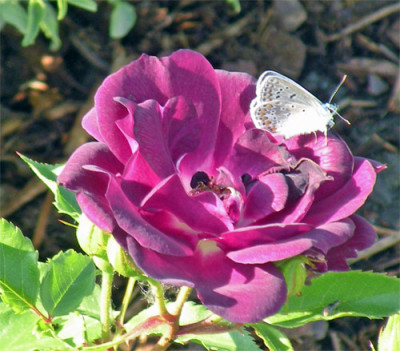 blue_for_you_01.jpg