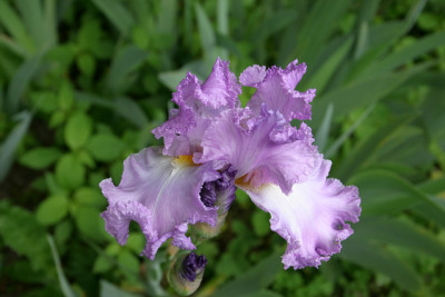 Iris2609.jpg