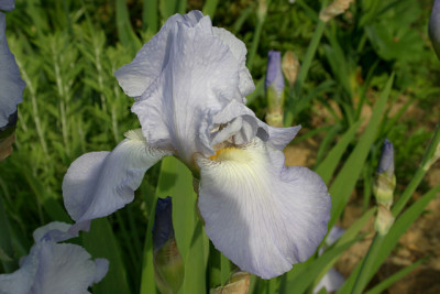 Iris2709.jpg
