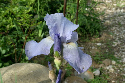 Iris2809.jpg