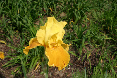 Iris3009.jpg